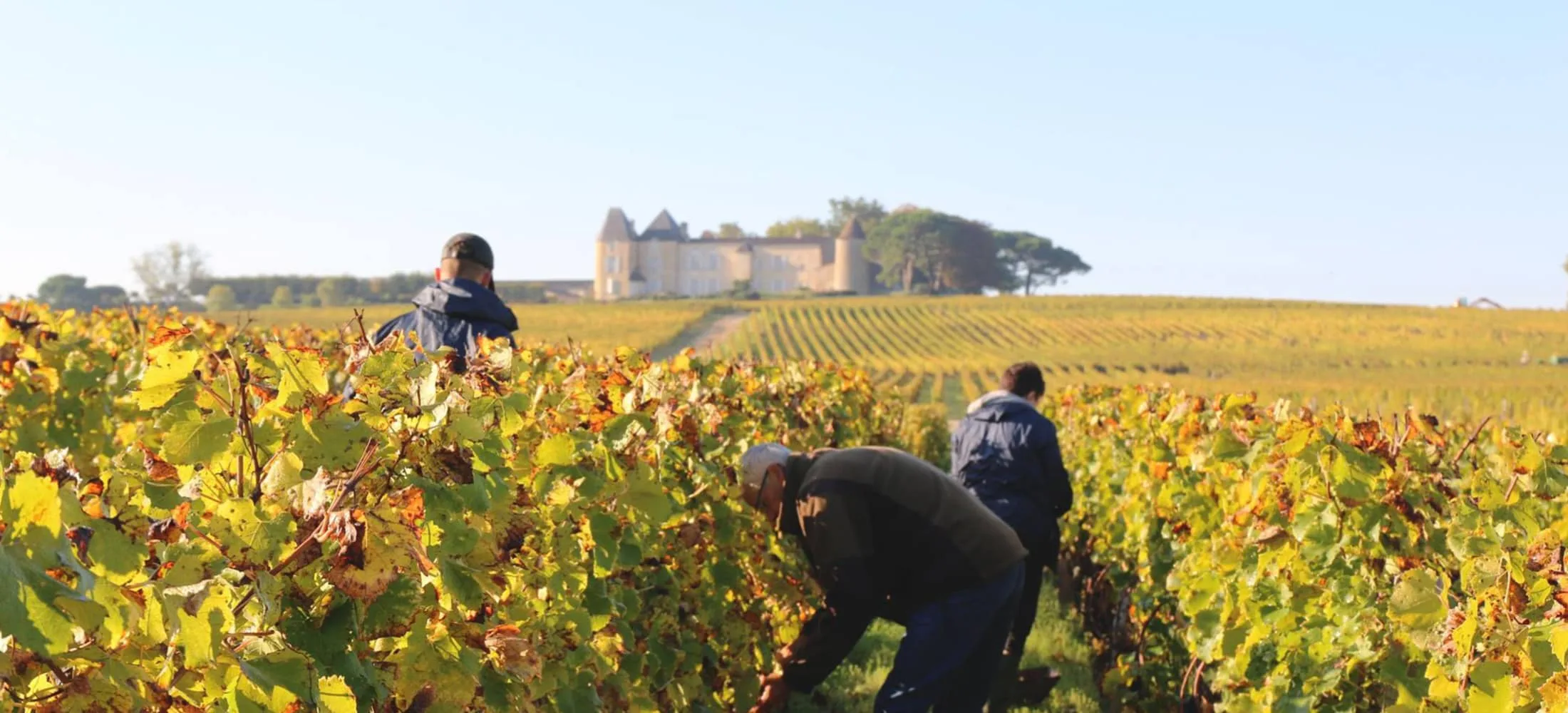 chateau de y'quem vineyard